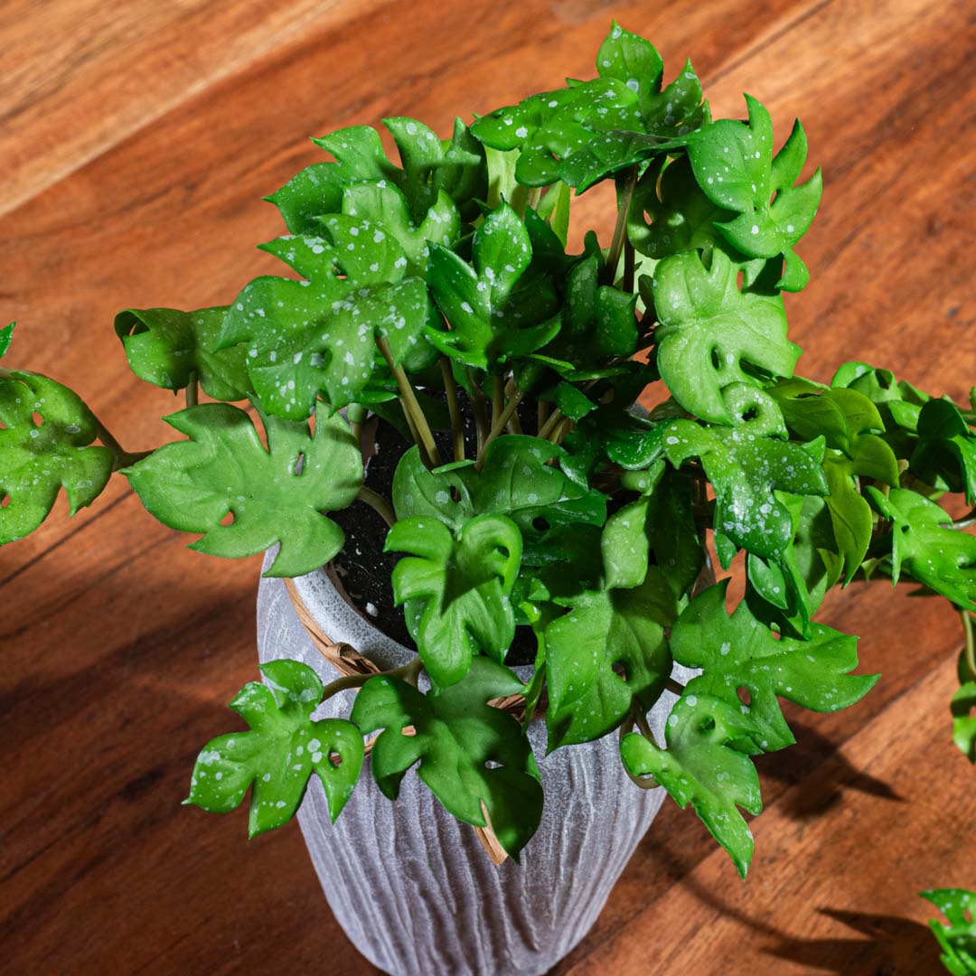 Green Artificial Potted Plant – 6×21cm PVC Plastic &amp; Nylon